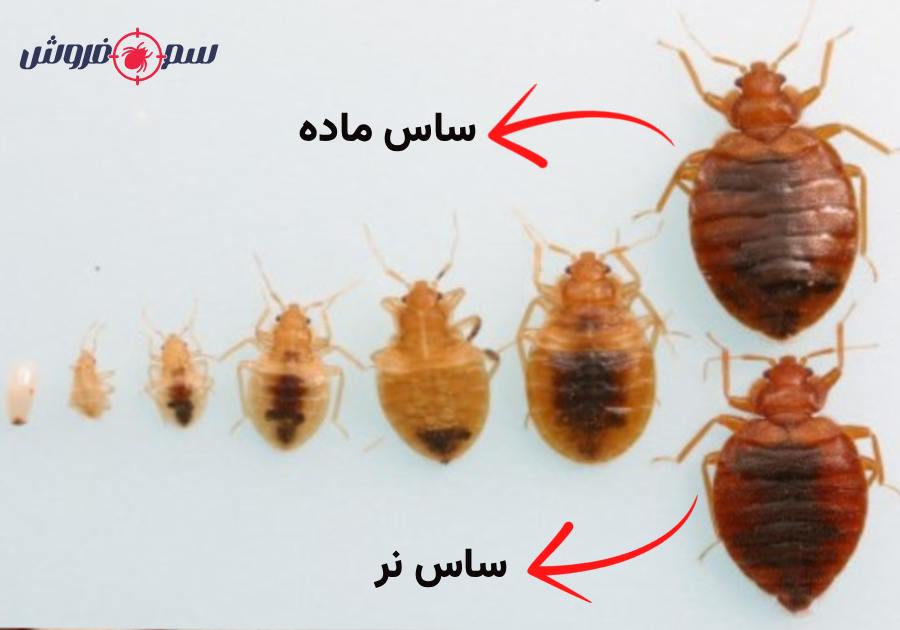 چرخه عمر ساس - مراحل زندگی ساس - ساس نر - ساس ماده