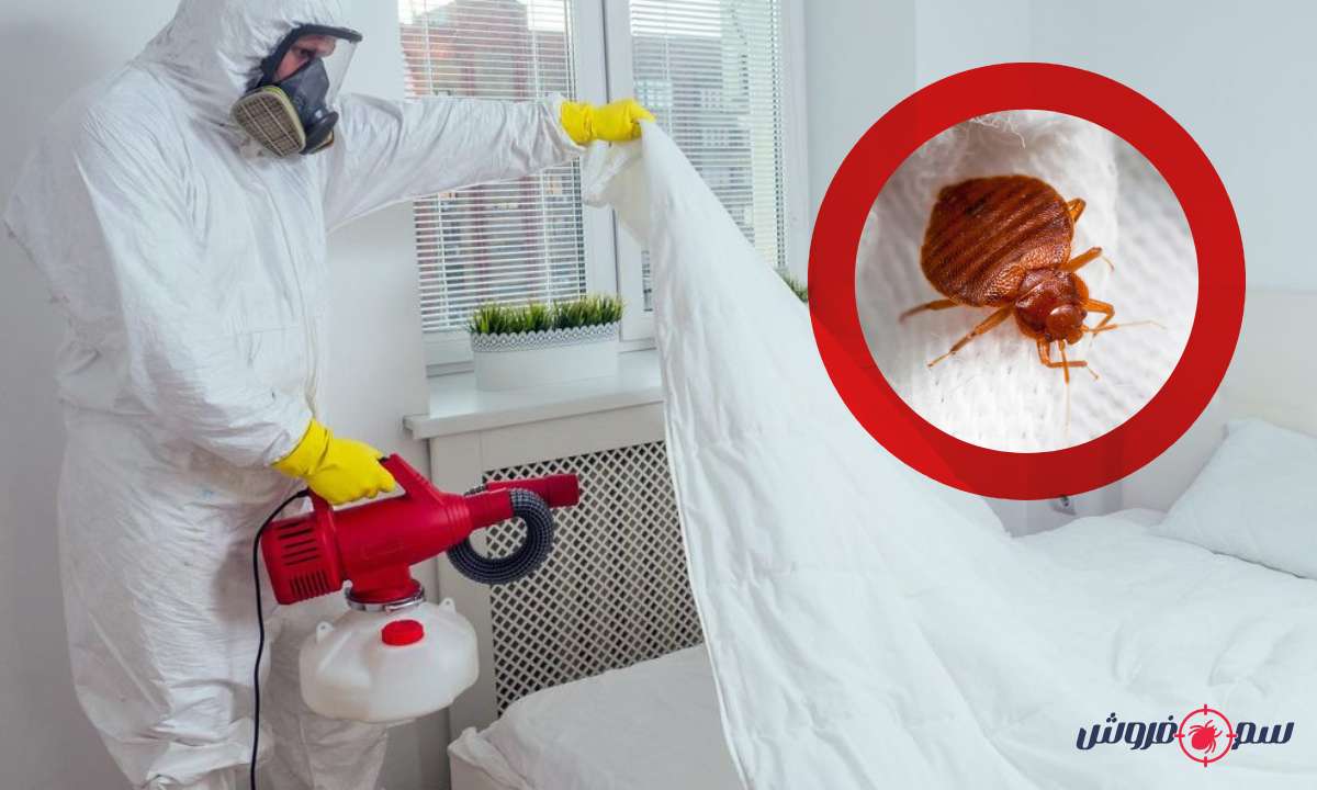 چگونه ساس را پیدا کنیم؟ به همراه آموزش سمپاشی ساس