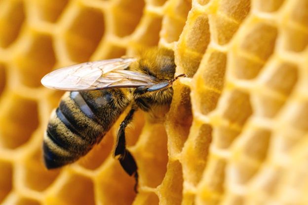 قیمت عسل طبیعی در سال 1400 و خرید عسل شهد سهند