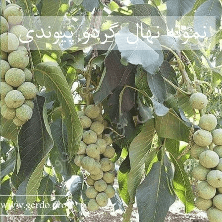 معرفی 2 نمونه از بهترین و پربازده ترین نهال گردو پیوندی در دنیا