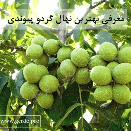 معرفی 2 نمونه از بهترین و پربازده ترین نهال گردو پیوندی در دنیا