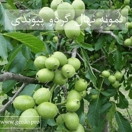 معرفی 2 نمونه از بهترین و پربازده ترین نهال گردو پیوندی در دنیا