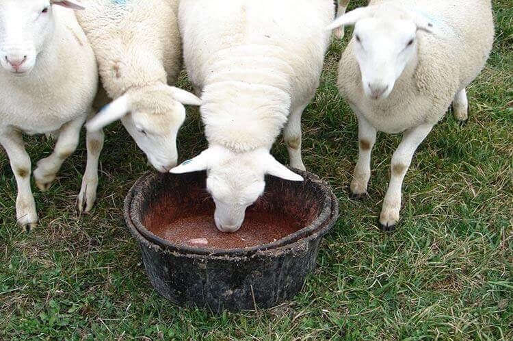 فروش گوسفنده زنده