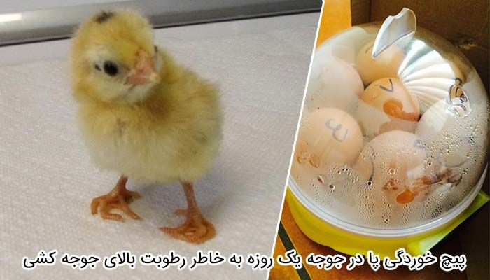 روش کاهش رطوبت جوجه کشی در شمال