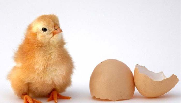 راهنمای جوجه کشی در مناطق مرطوب