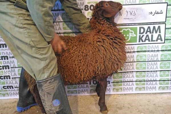 گوسفند زنده در دامکالا
