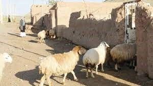 روش سنتی دامپروری