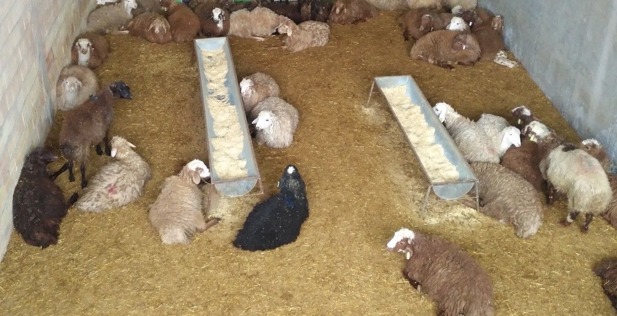 دامداری مدرن و بهداشتی دامکالا