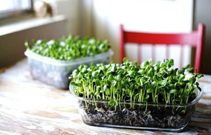 ریز سبزی ها و انواع باغبانی خانگی