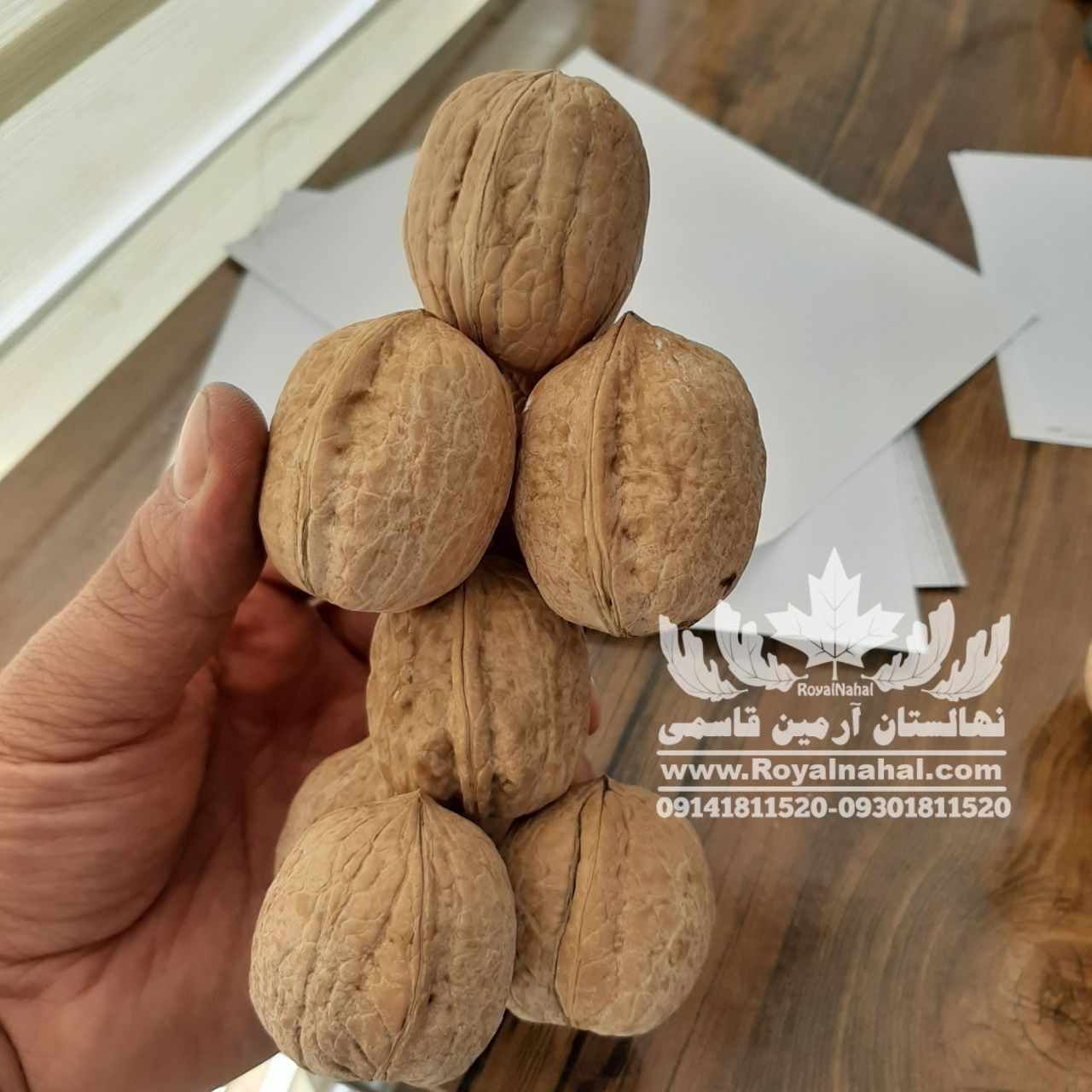 آخرین فرصت خرید نهال گردو با تخفیف ویژه در اسفند ۱۴۰۰