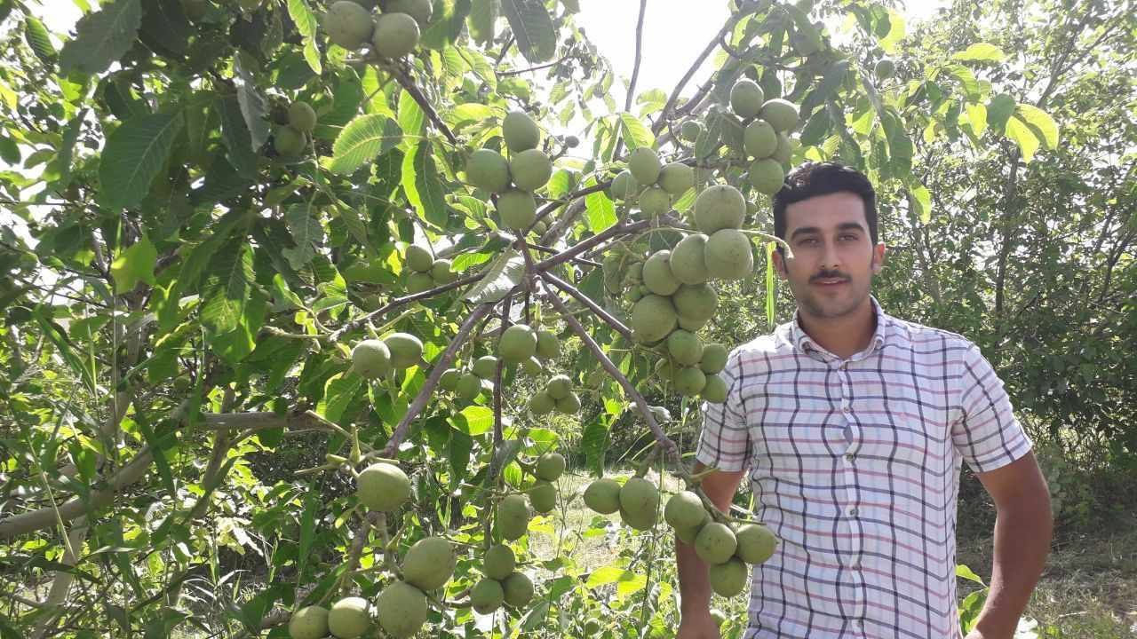 خرید نهال گردو، با تخفیف ویژه سال جدید ۱۴۰۱