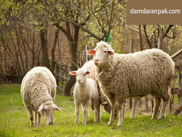 معرفی مرکز فروش گوسفند زنده