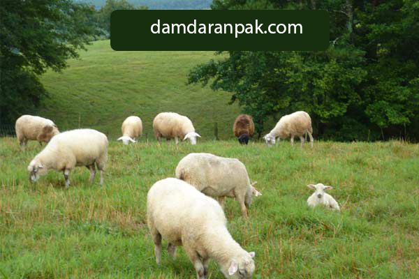 گوشت گوسفند بخریم یا گوسفند