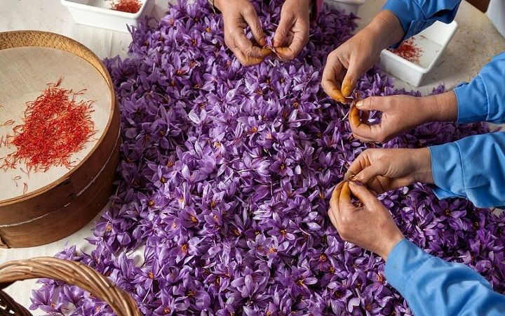 صادرات زعفران و شروع درآمد دلاری