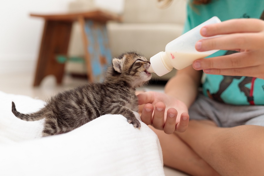 بچه گربه در حال خوردن شیر با شیشه شیر