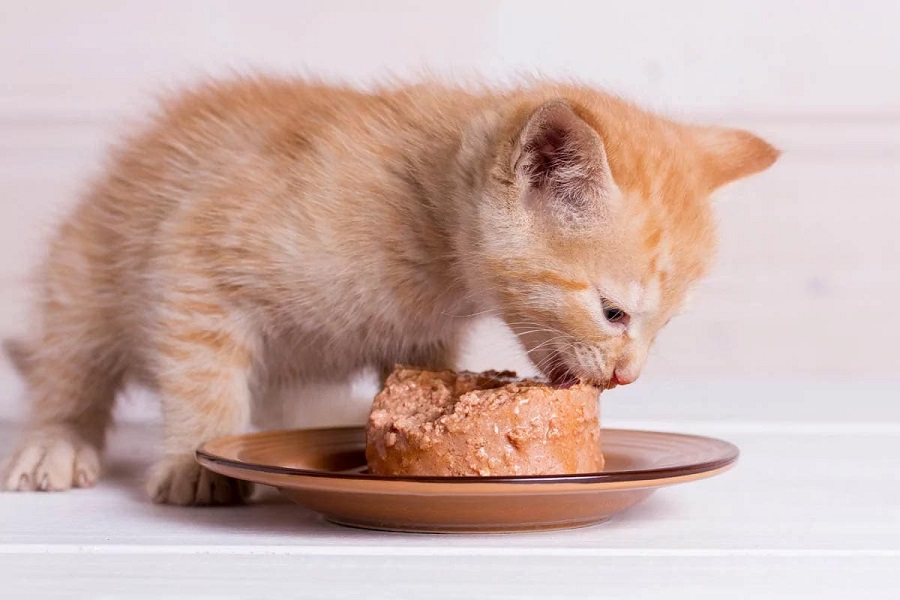 بچه گربه در حال خوردن غذای تجاری