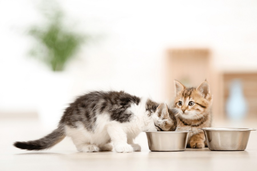 دو بچه گربه در حال غذا خوردن