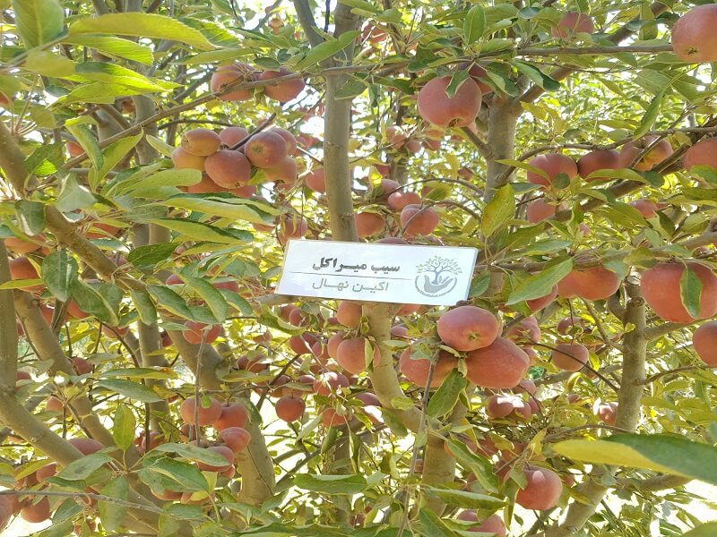 سمپاشی درخت سیب