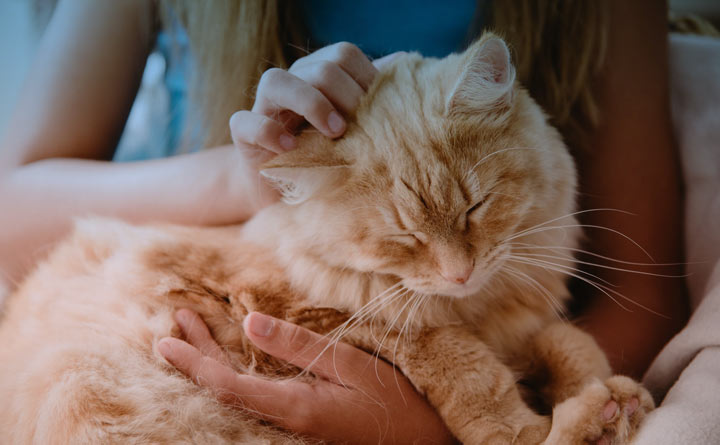 مهمترین موارد در مراقبت از گربه ها چیست
