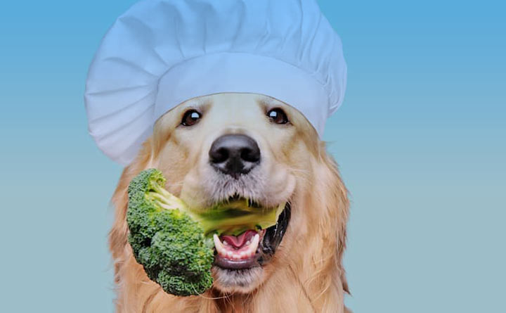 رژیم غذایی حیوانات خانگی