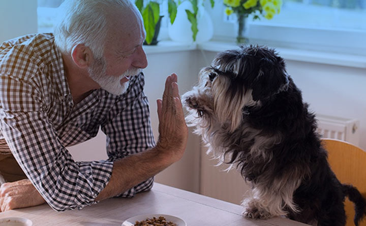 اهمیت رژیم غذایی سگ ها 