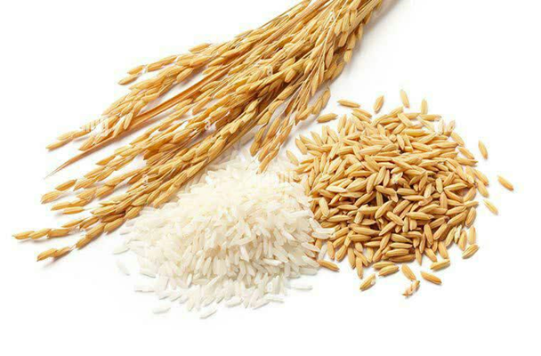 مراحل تبدیل شالی به برنج