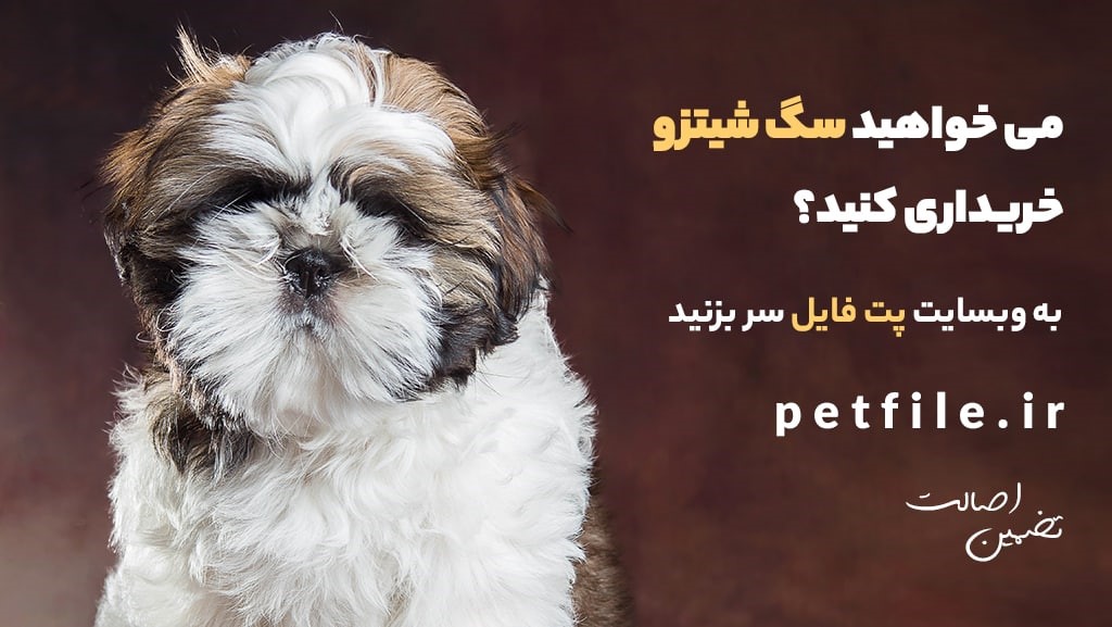 پت فایل بزرگترین مرکز فروش سگ و توله سگ در ایران