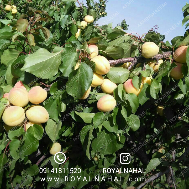 خرید نهال زردالو