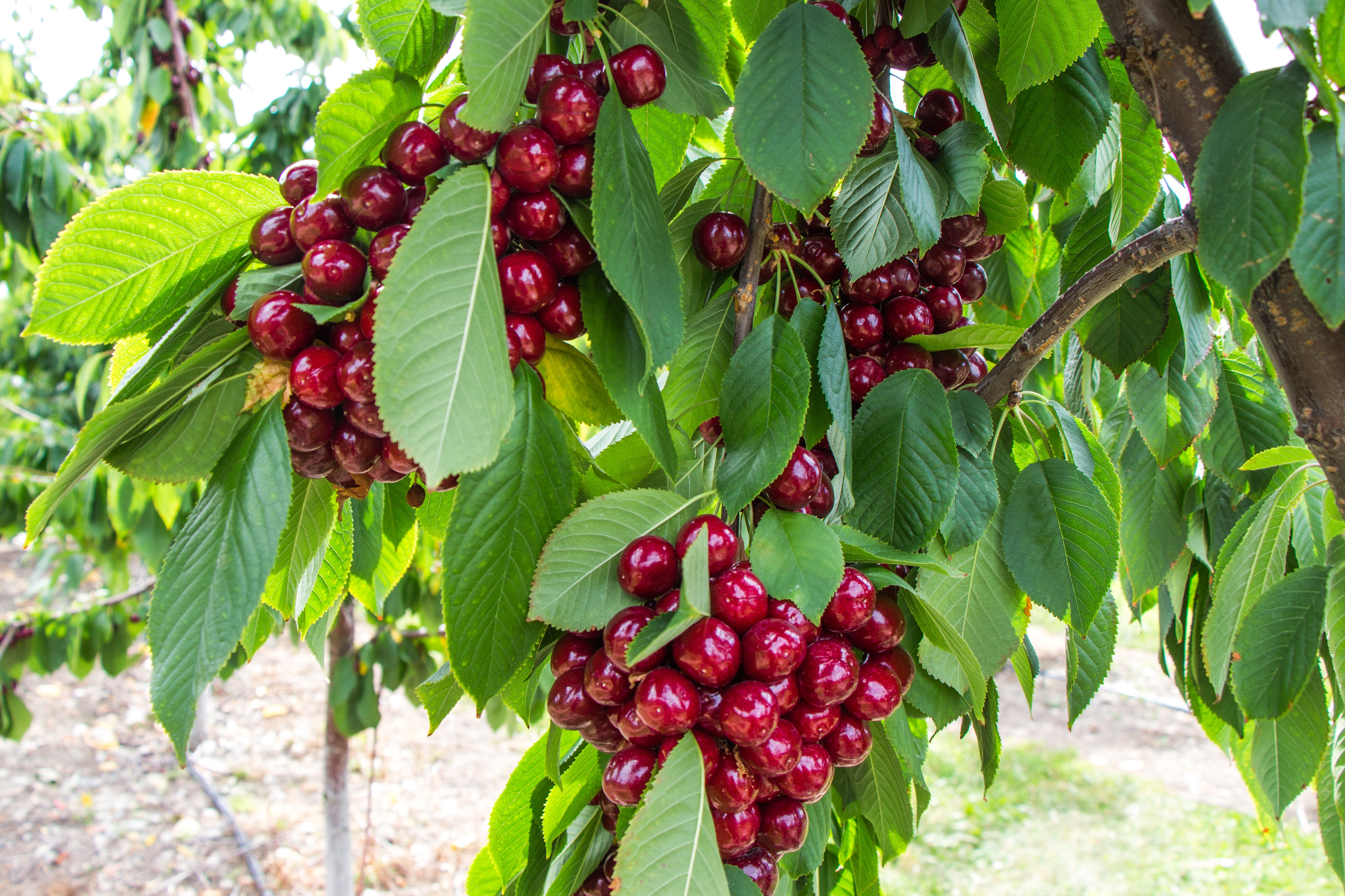 گیلاس خوشه ای