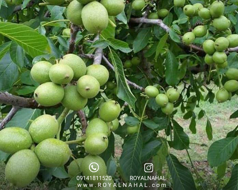 خرید نهال گردو