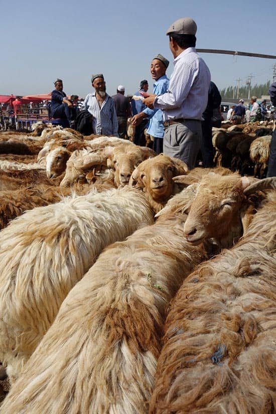 قیمت گوسفنده زنده