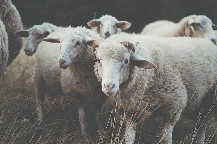 فروش گوسفند و دام زنده
