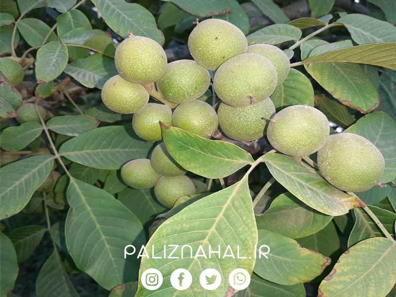 بهترین ارقام گردو