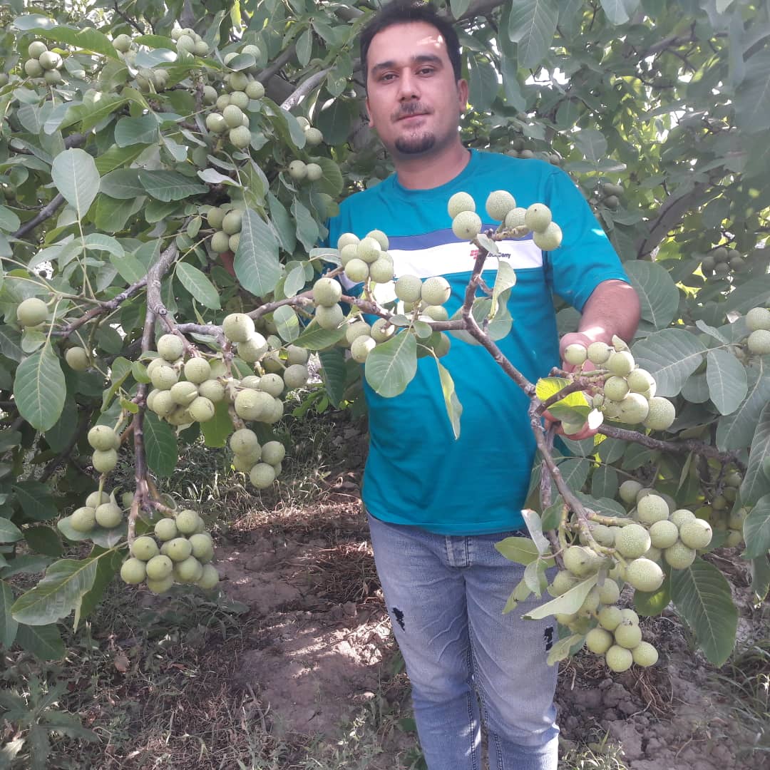 رکورد تولید نهال گردو در ایران شکسته شد!