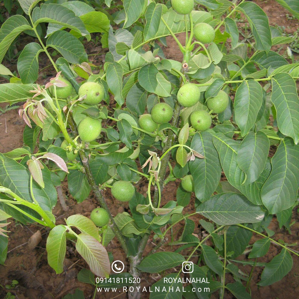 نهال گردو