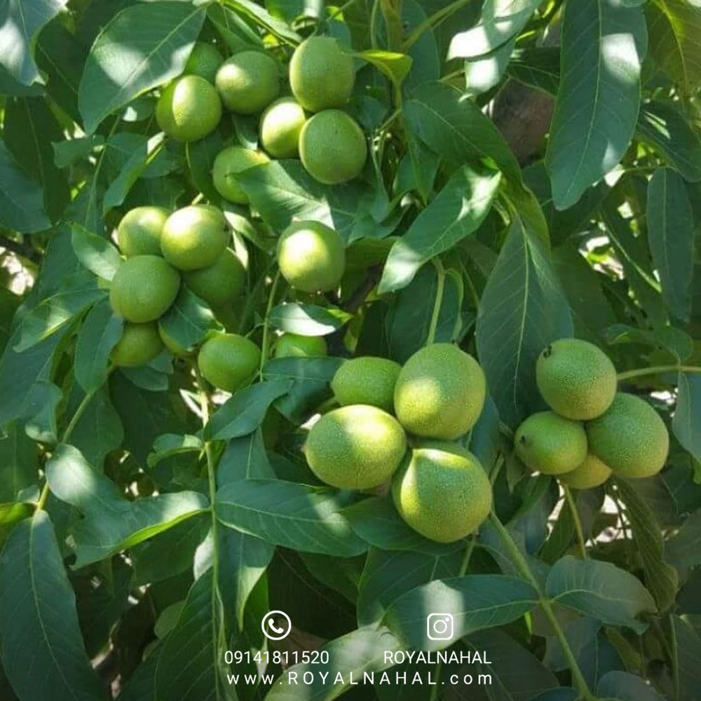 خرید نهال گردو