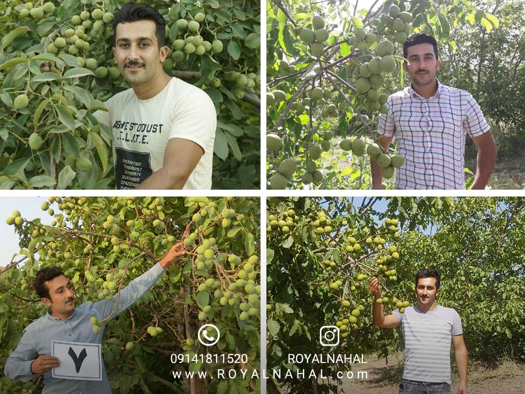 طرح توجیه اقتصادی احداث باغ گردو ژنوتیپ رویال