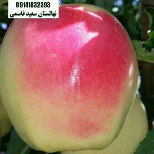 چند نکته کلیدی برای احداث باغ تجاری سیب 3