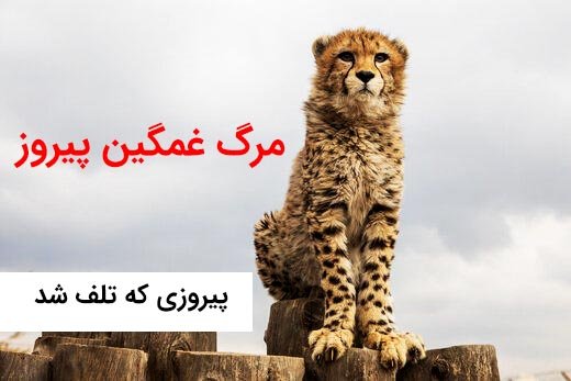 یوزپلنگ ایرانی پیروز