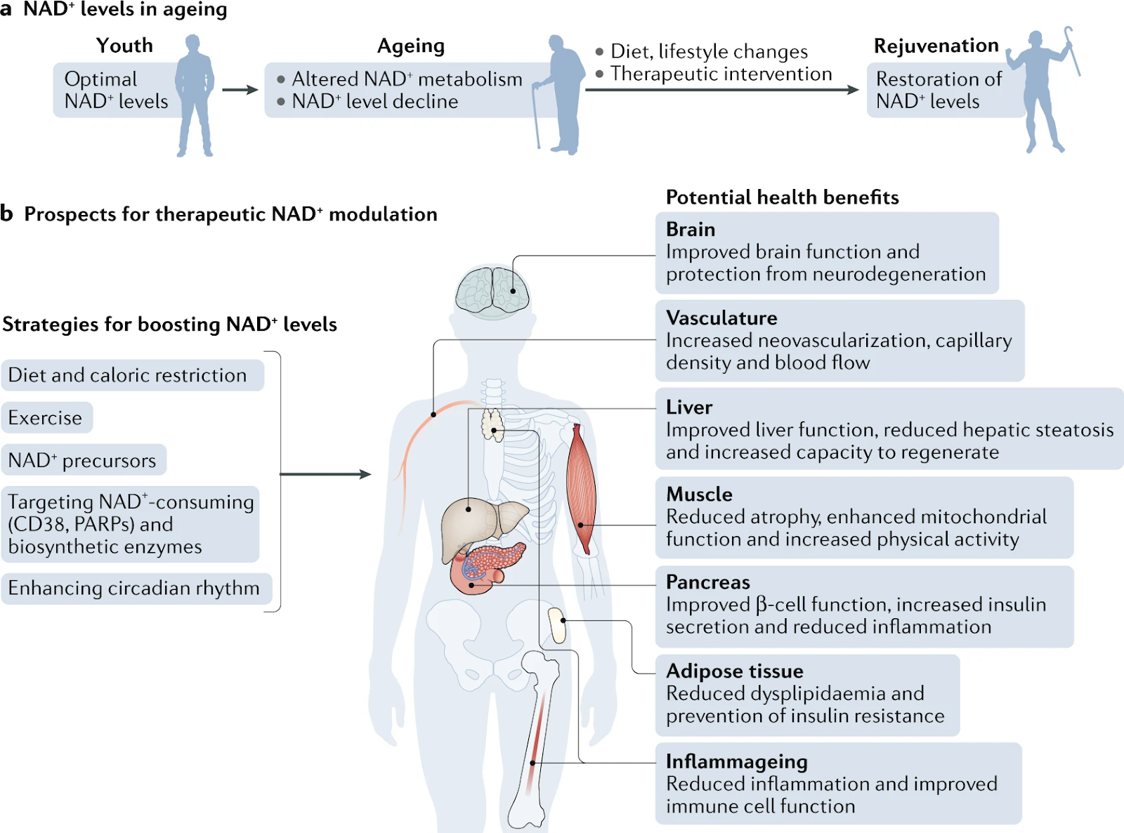 Introduction of nicotinamide riboside (NR)