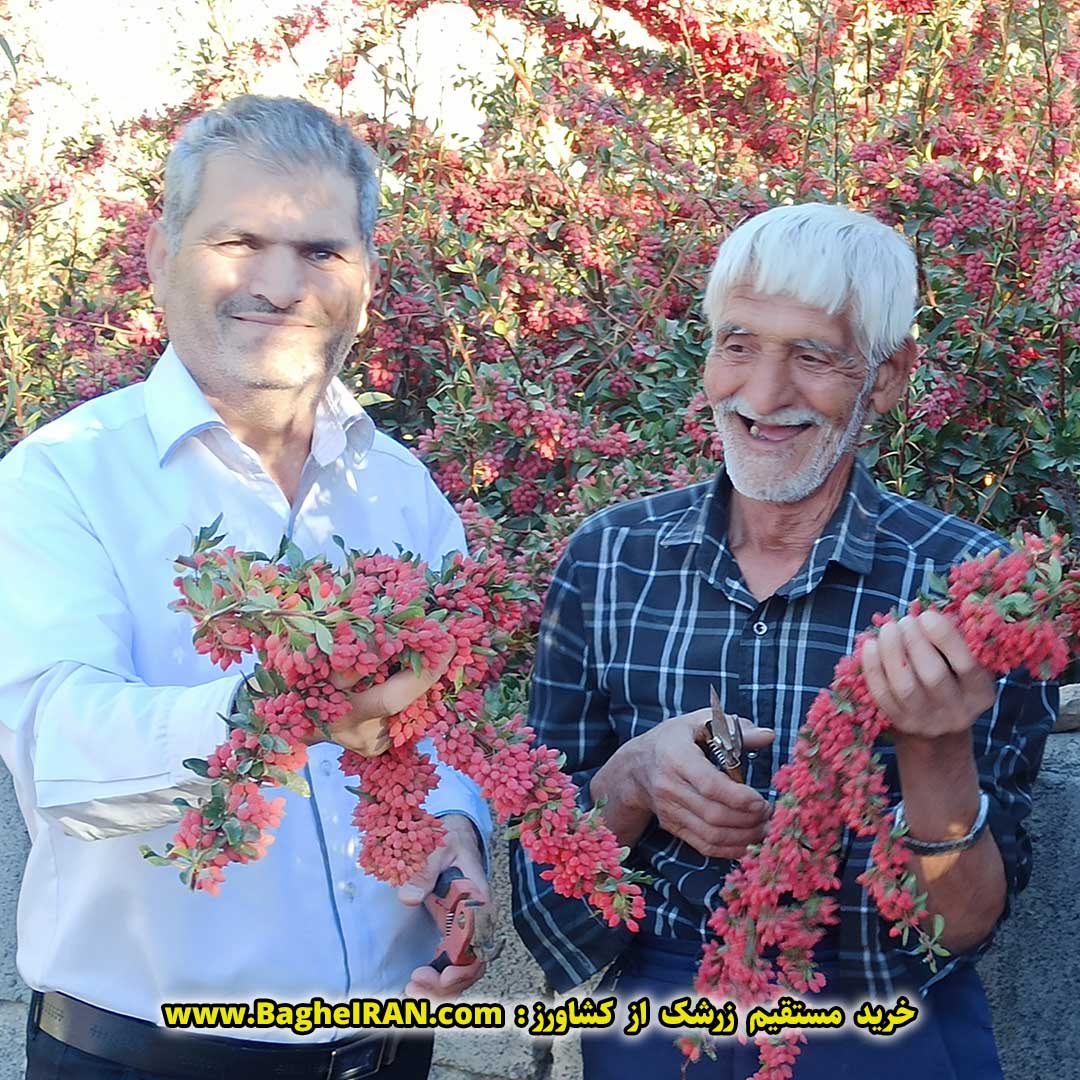 خرید زرشک امسالی از کشاورزان شهرستان قائنات