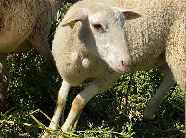 خرید گوسفنده زنده
