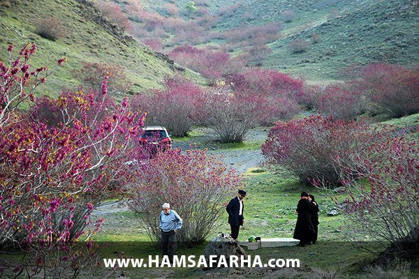 مسیر دسترسی به دره ارغوان مشهد