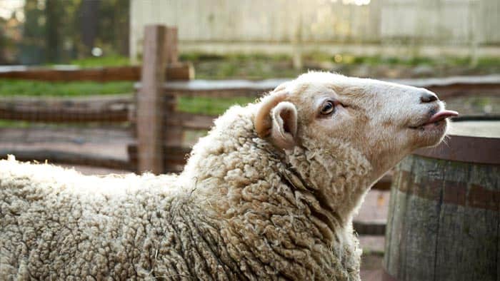 دامداری گوسفند