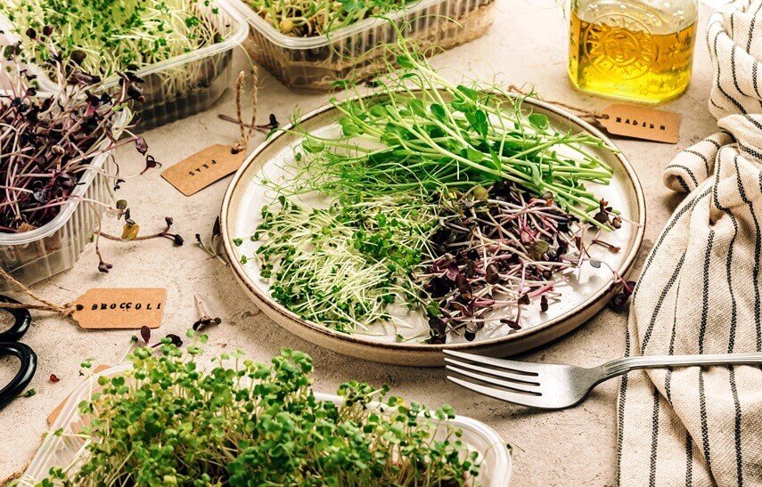 What Are the Best Microgreens For Salad? International Shia News Agency