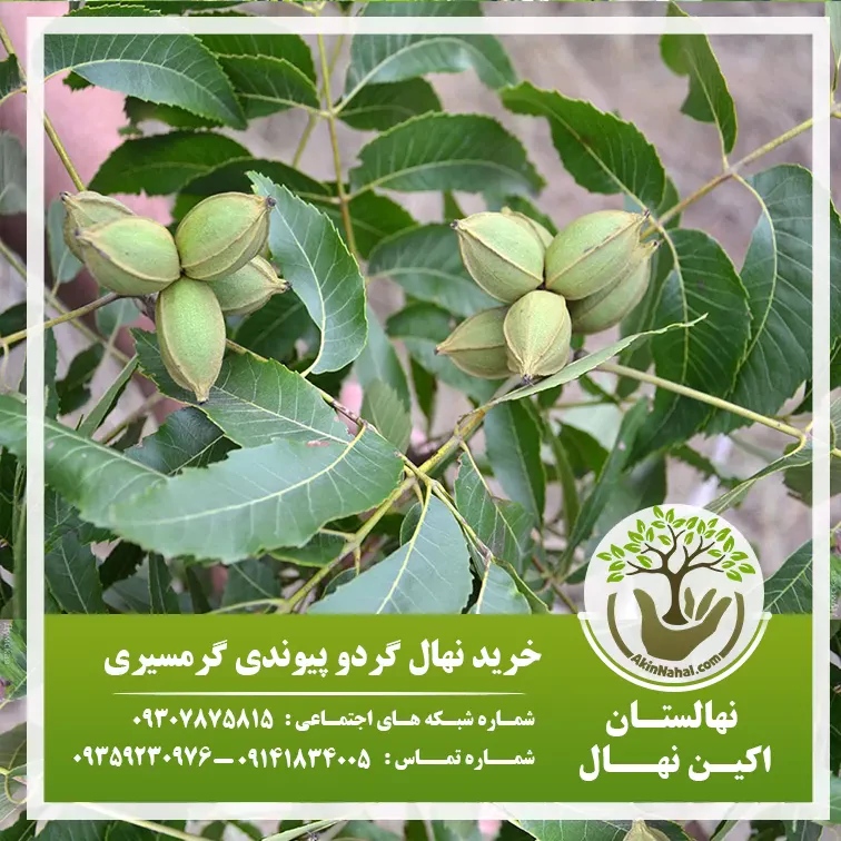 نهال گردو