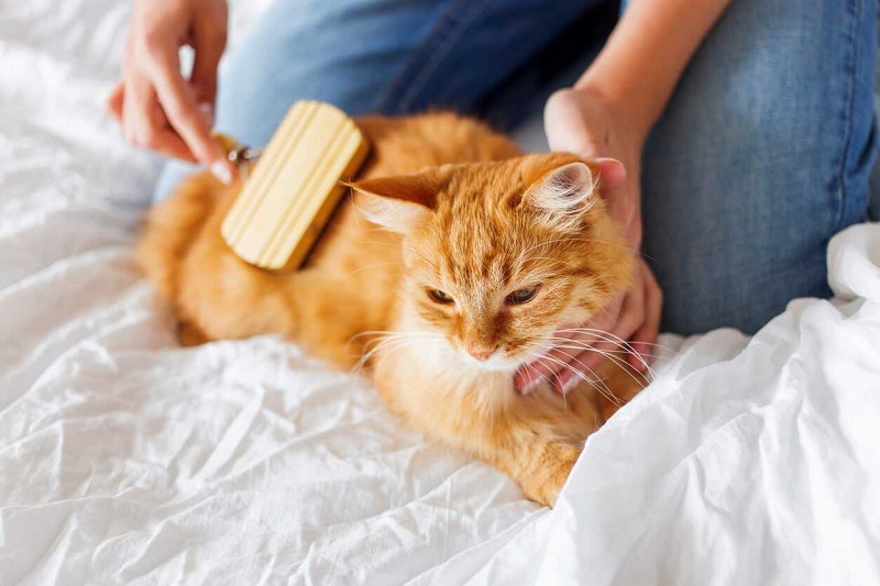 معرفی 10 وسیله و لوازم ضروری برای نگهداری از گربه