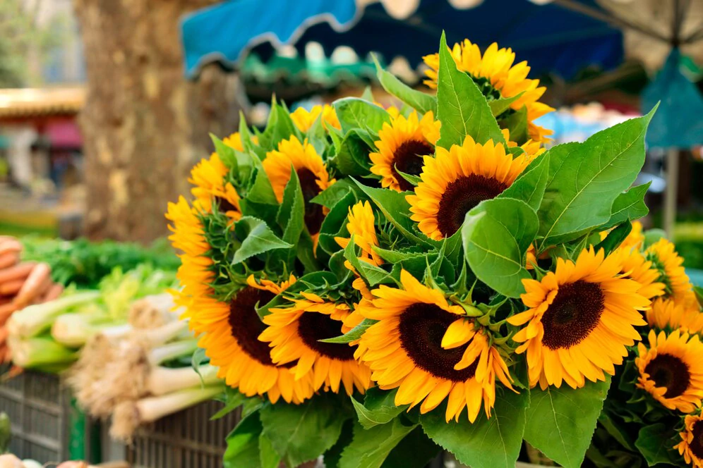 گل مناسب برای اولین قرار عاشقانه چه گلی است؟ 5 خرید گل افتابگردان