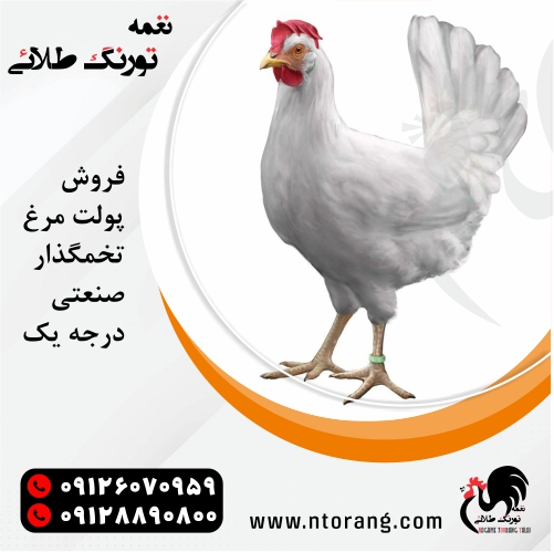 جوجه مرغ محلی و بومی از دیدگاه تورنگ طلایی