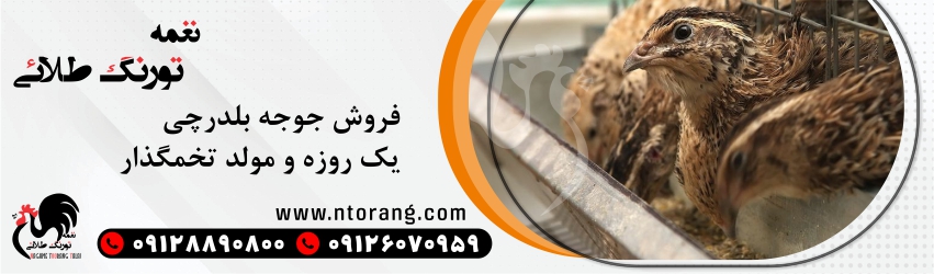 جوجه مرغ محلی و بومی از دیدگاه تورنگ طلایی 2